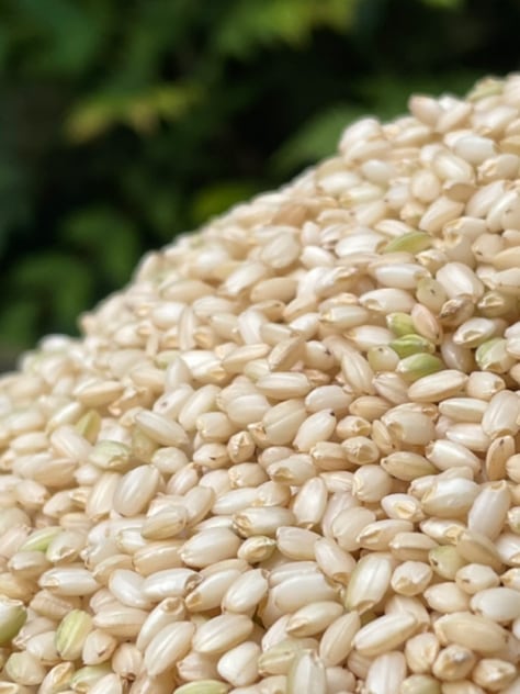 【イメージ】玄米